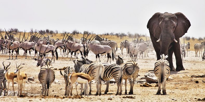 Safari di Taman Nasional Etosha, Namibia
