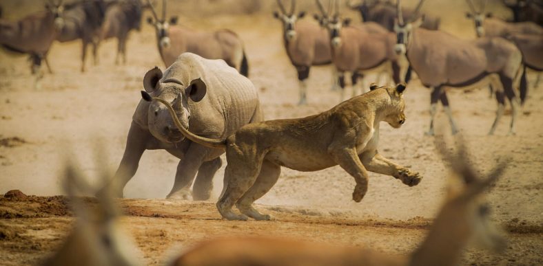 Satwa Eksotis Namibia
